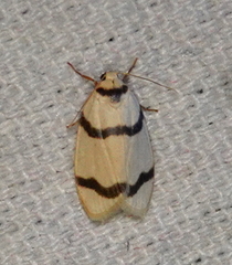Padenia transversa