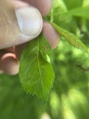 Blaesodiplosis venae