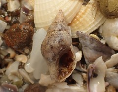 Buccinulum vittatum