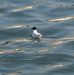 Ichthyaetus melanocephalus