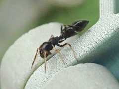 Myrmarachne elongata
