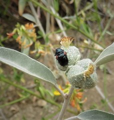Saxinis saucia