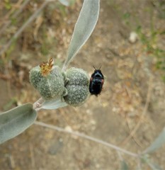 Saxinis saucia