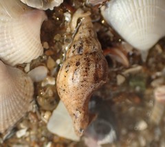 Cominella accuminata