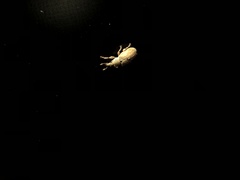 Malvapion malvae