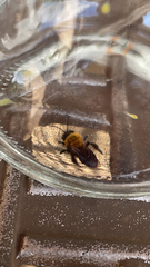 Andrena milwaukeensis