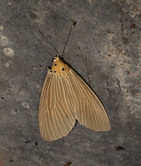 Neochera inops