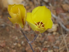 Calochortus concolor