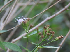 Chromolaena christieana