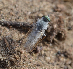 Acrosathe annulata