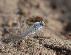 Acrosathe annulata