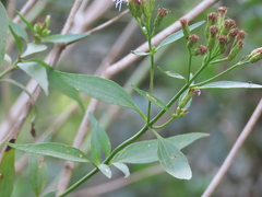 Chromolaena christieana