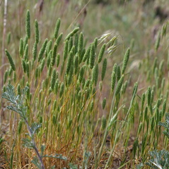 Phleum arenarium