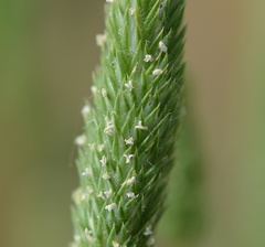 Phleum arenarium