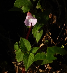 Impatiens truncata