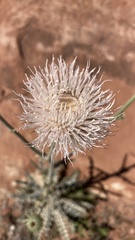 Cirsium neomexicanum utahense