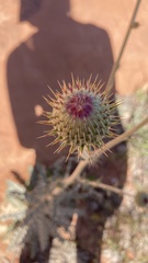 Cirsium neomexicanum utahense