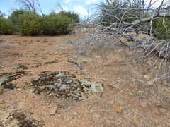 Calochortus concolor
