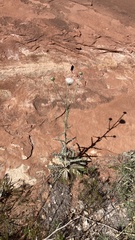 Cirsium neomexicanum utahense