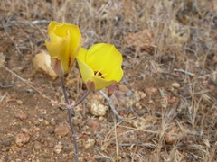 Calochortus concolor