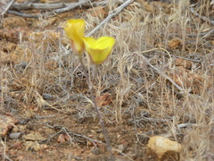 Calochortus concolor