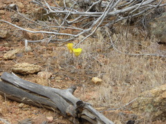 Calochortus concolor