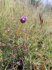 Trifolium willdenovii
