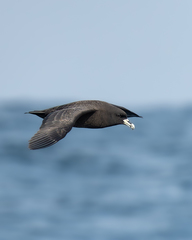 White-Chinned Petrel photo 4