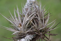Tillandsia ixioides