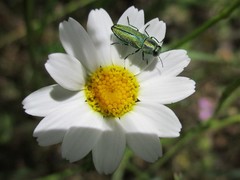Anthaxia scorzonerae