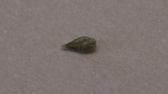 Cryptantha microstachys