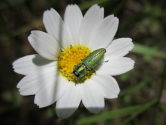 Anthaxia scorzonerae