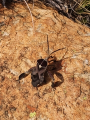 Petascelis remipes