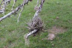 Tillandsia ixioides