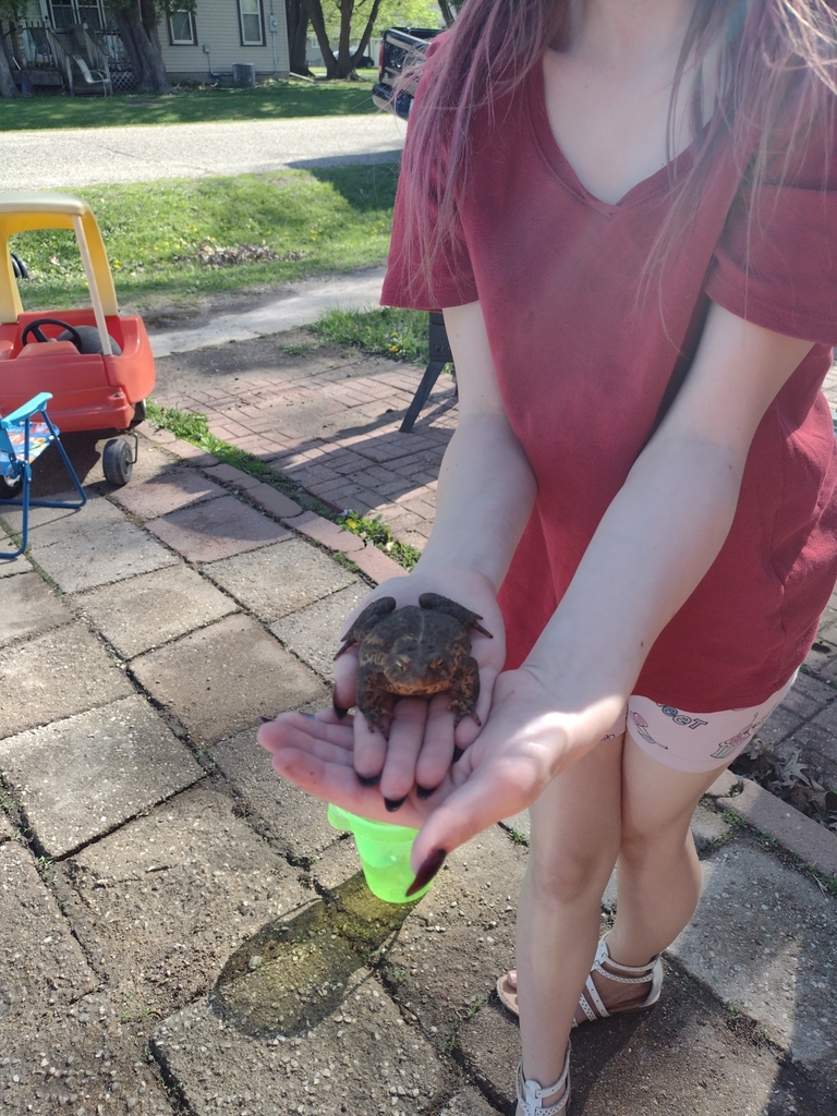 American Toad from St Ansgar, IA 50472, USA on May 15, 2022 at 04:52 PM ...