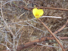 Calochortus concolor