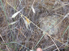 Calochortus concolor