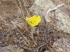 Calochortus concolor