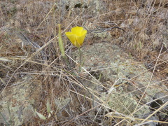Calochortus concolor