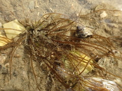 Gracilaria chilensis