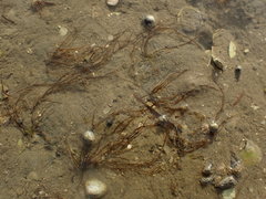 Gracilaria chilensis