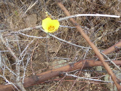 Calochortus concolor
