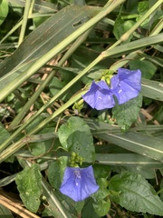 Jacquemontia holosericea