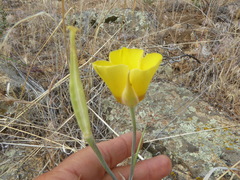 Calochortus concolor