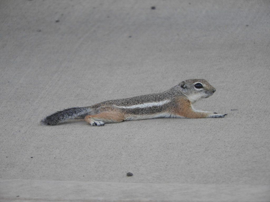 squrrel 27105 WC* | Kaibab Squirrel Life-Size Taxidermy Mount For