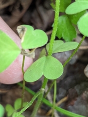 Oxalis florida