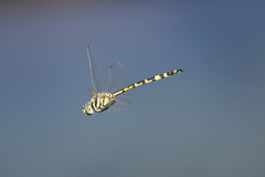 Hemicordulia intermedia