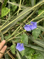 Jacquemontia holosericea