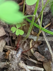 Oxalis florida