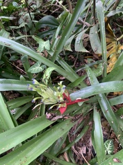 Billbergia amoena